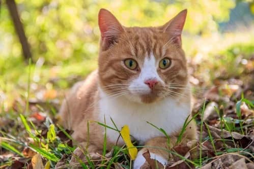 ¿Qué hacer si mi gato se intoxica? Primeros auxilios y los venenos más comunes en casa Gato animal mascota