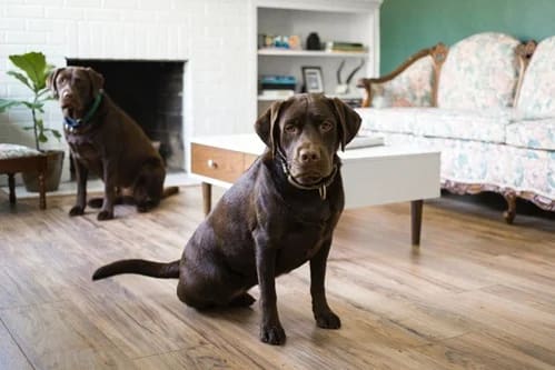 Cómo elegir el bozal correcto para tu perro Cómo elegir el bozal correcto para tu perro