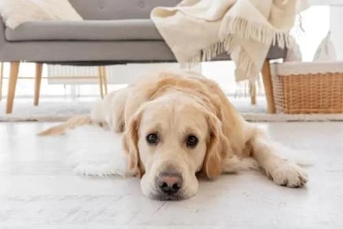 Cómo adaptar una casa para un perro ciego o sordo Cómo adaptar una casa para un perro ciego o sordo