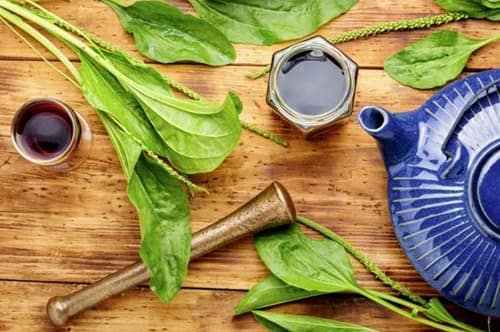 Llantén: un antiinflamatorio versátil para uso tópico Llantén