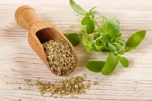Orégano: El potente antiviral que fortalece tu sistema inmune Orégano
