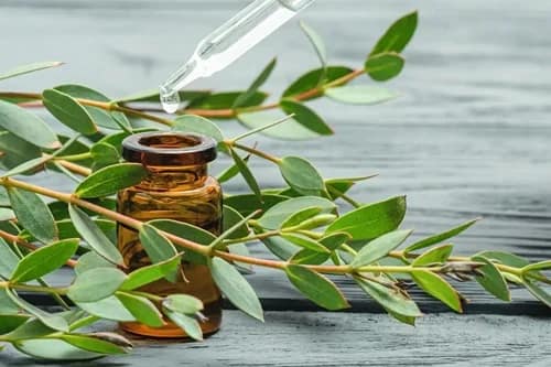 Eucalipto: el expectorante natural para el sistema respiratorio Eucalipto