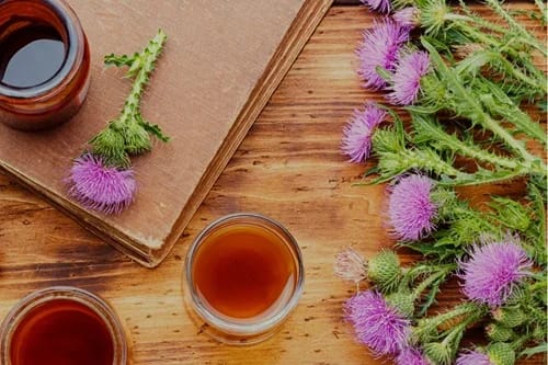 Cardo mariano: El protector natural de tu hígado: cómo desintoxicarlo con esta planta Cardo Mariano