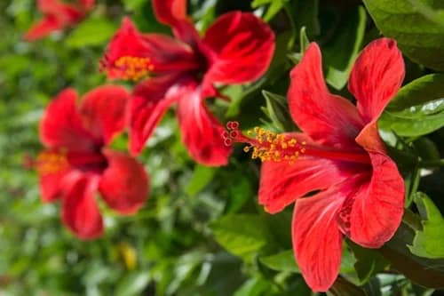 Hibisco: La flor que cuida tu corazón y ayuda a controlar la presión arterial Hibisco