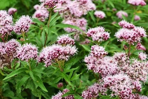 Valeriana: El remedio natural para un sueño profundo y reparador Valeriana