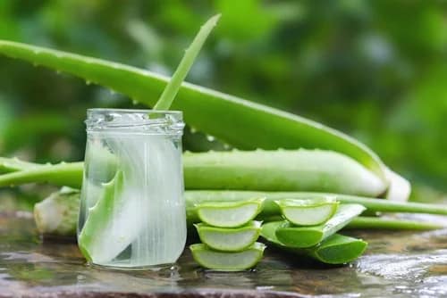 Aloe Vera: El regenerador de la piel y un tesoro digestivo Aloe Vera Sábila
