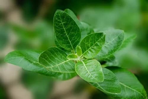 Ashwagandha: dile adiós al estrés con esta planta adaptógena que te ayuda a encontrar la calma Ashwagandha
