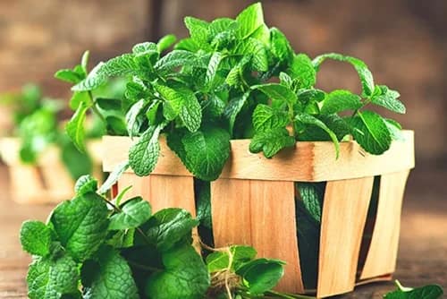 Hierbabuena: un remedio clásico para los trastornos gastrointestinales Hierbabuena