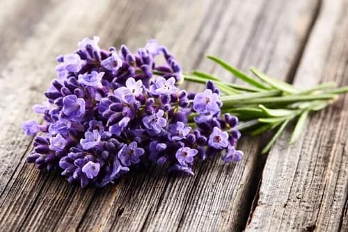 Lavanda: un aroma para la relajación y el bienestar Lavanda