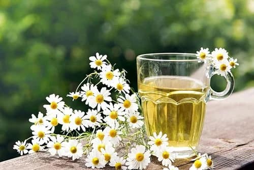 Manzanilla: el calmante natural para la digestión y el estrés Manzanilla