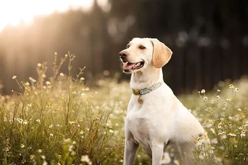 La importancia de la hidratación en mascotas: ¿Cuánta agua debe beber mi perro o gato? Perro mascota