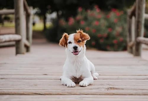 Primeros auxilios para mascotas: 10 situaciones de emergencia donde cada segundo cuenta Mascota perro