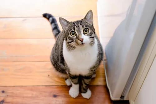 El enriquecimiento ambiental para gatos de interior: 10 ideas para un hogar más divertido El enriquecimiento ambiental para gatos de interior: 10 ideas para un hogar más divertido