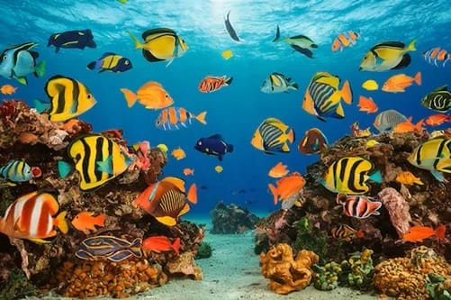 La Gran Barrera de Coral: Un paraíso submarino devorado por el calentamiento global Peces coral submarino