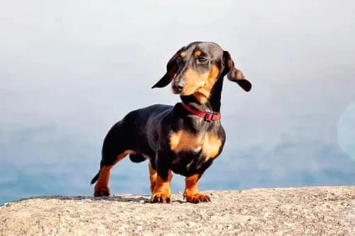 Mi perro tiene las glándulas anales inflamadas: Síntomas, causas y la importancia de la limpieza Mi perro tiene las glándulas anales inflamadas: Síntomas, causas y la importancia de la limpieza