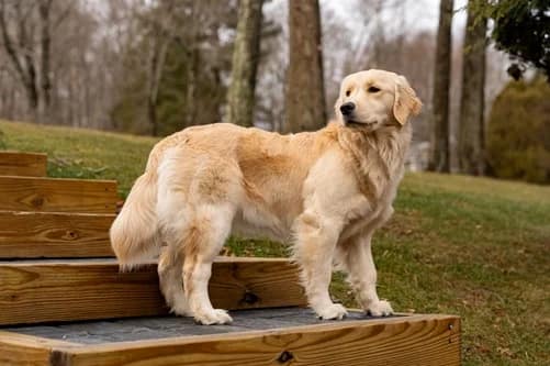 El moquillo canino: Síntomas, tratamiento y la clave de la prevención El moquillo canino: Síntomas, tratamiento y la clave de la prevención