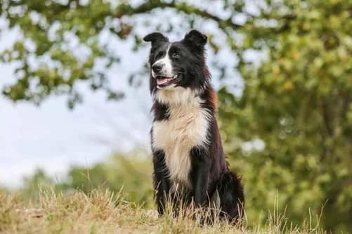¿Cómo saber si mi perro me quiere? El lenguaje del afecto canino ¿Cómo saber si mi perro me quiere? El lenguaje del afecto canino