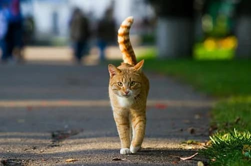 ¿Por qué mi gato me ataca los pies? Cómo redirigir la agresividad en el juego ¿Por qué mi gato me ataca los pies? Cómo redirigir la agresividad en el juego